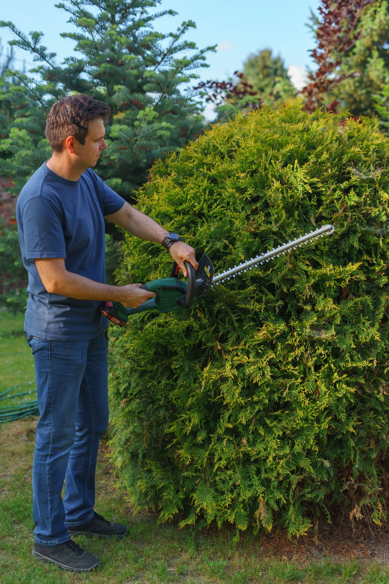 Gardener trimming a rounded golden conifer with a cordless hedge trimmer